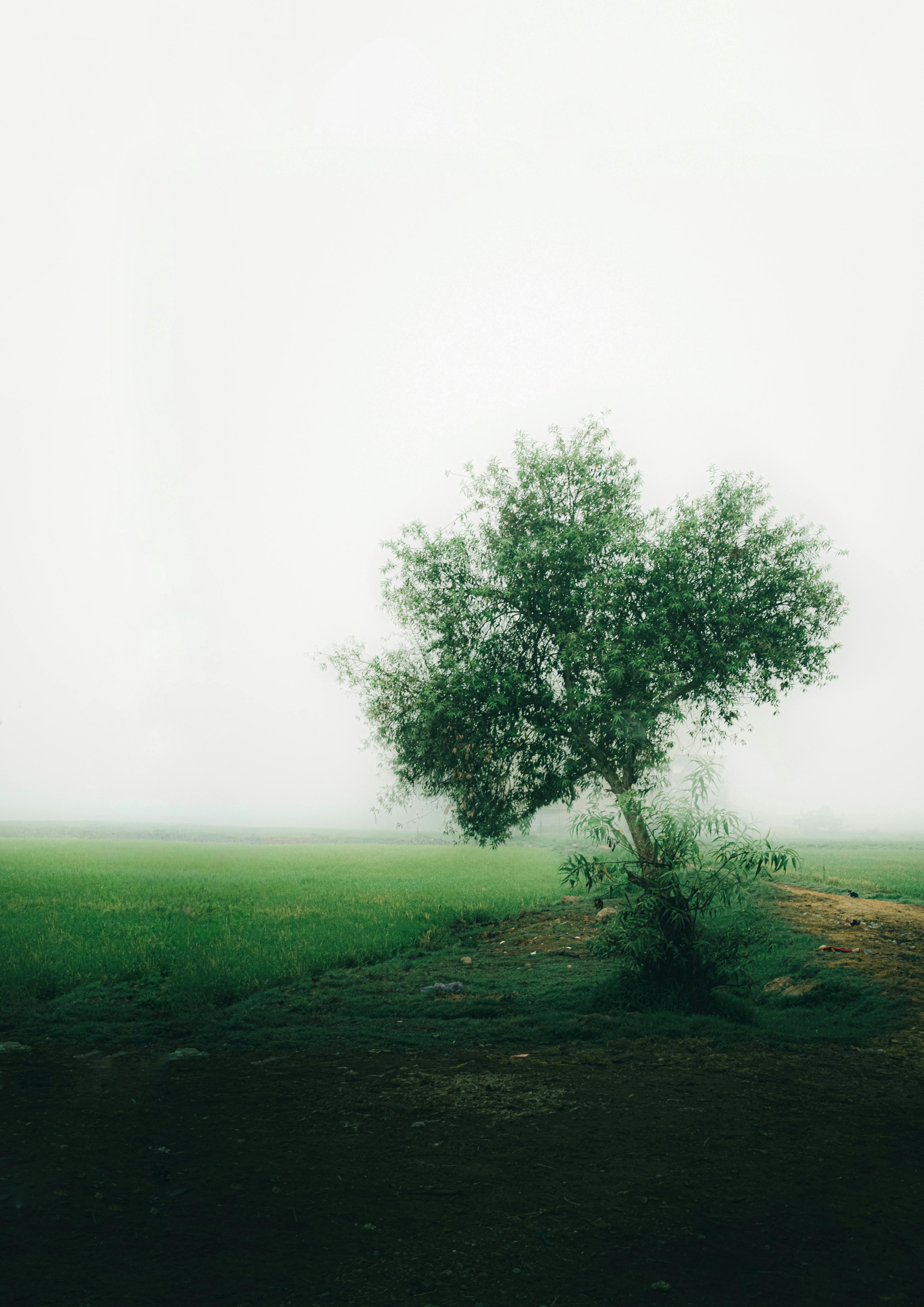 grátis Uma árvore solitária ergue-se num campo enevoado em Beheira, no Egito, evocando uma atmosfera serena e tranquila. Foto profissional
