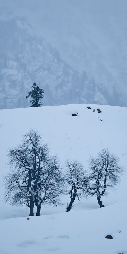 Free Serene snowy landscape with trees and distant silhouettes of animals in misty mountains. Stock Photo