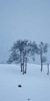 Serene winter scene featuring leafless trees in a snowy field.