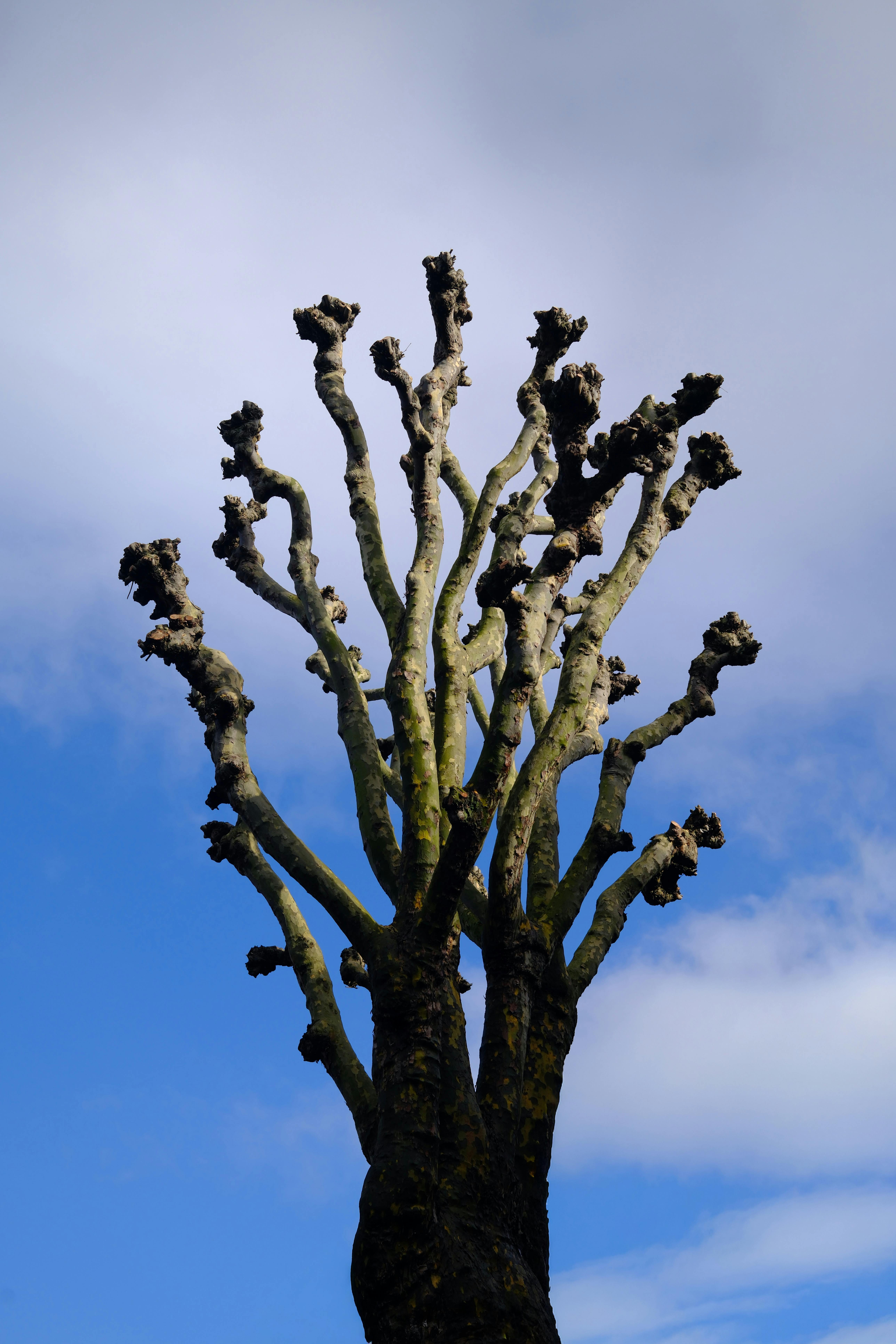 Bezpłatne Przycięty platan sięgający błękitnego nieba, sfotografowany w Londynie, Wielka Brytania. Zdjęcie z galerii