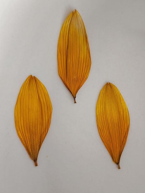 Free Detailed view of three dried, yellow-striped petals arranged on a neutral background. Stock Photo