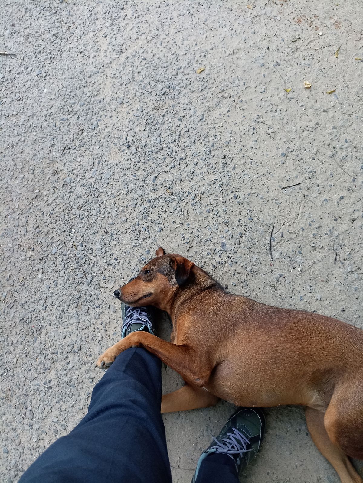 Brown dog resting comfortably on its owner’s feet outdoors