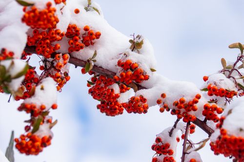 Free Close-up of vibrant red berries covered in snow on a tree branch, showcasing winter beauty. Stock Photo