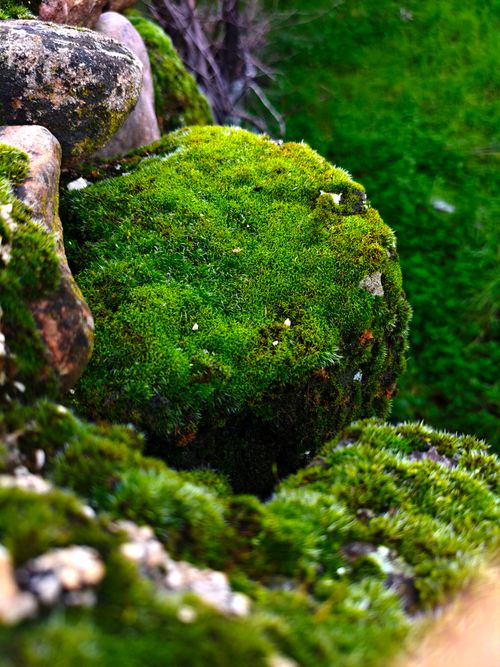 Free Close-up of vibrant green moss covering rocks, capturing natural textures in Hatay, Türkiye. Stock Photo