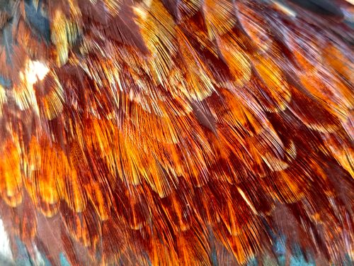Free Detailed texture of bird feathers in vibrant hues, capturing nature's intricate beauty. Stock Photo