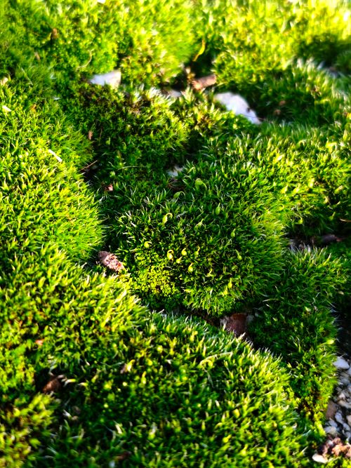 Free Detailed image of lush green moss with sunlight highlighting its texture, taken in Hatay, Türkiye. Stock Photo