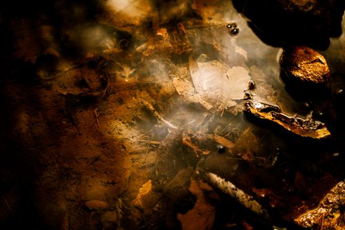 Free Close-up of autumn leaves and reflections on a calm water surface, creating a serene and earthy atmosphere. Stock Photo