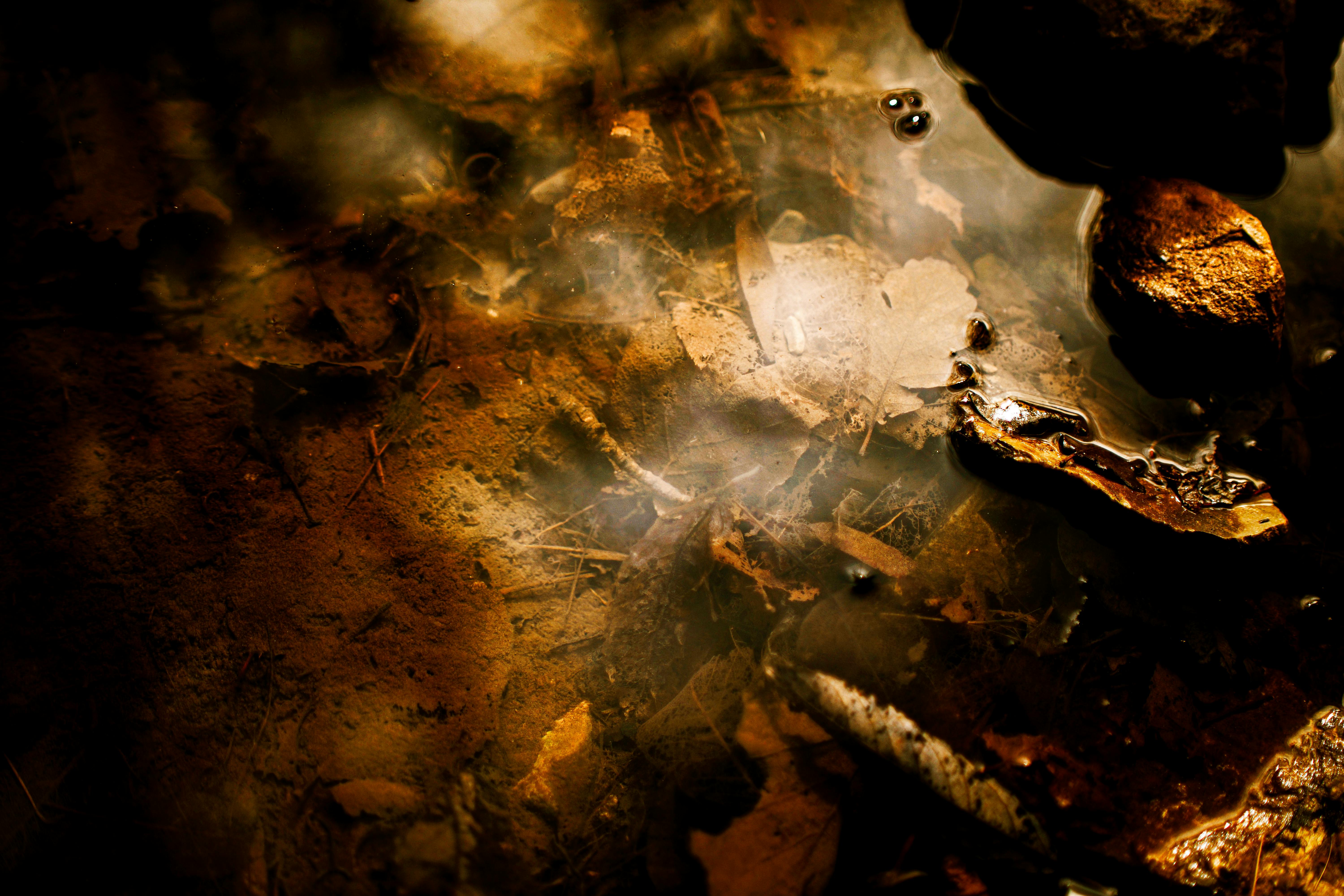 Gratis Nærbilde av høstblader og refleksjoner på en rolig vannoverflate, som skaper en fredfull og jordnær atmosfære. Arkivbilde