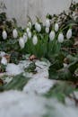 Snowdrops Emerging Through Snow in Early Spring