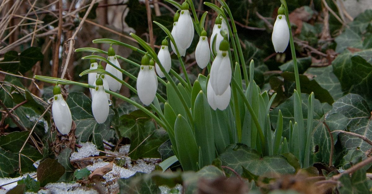 Snowdrops Emerging in Early Spring Garden Scene · Free Stock Photo