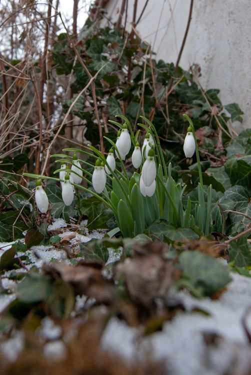 Snowdrops Emerging in Early Spring Garden Scene · Free Stock Photo