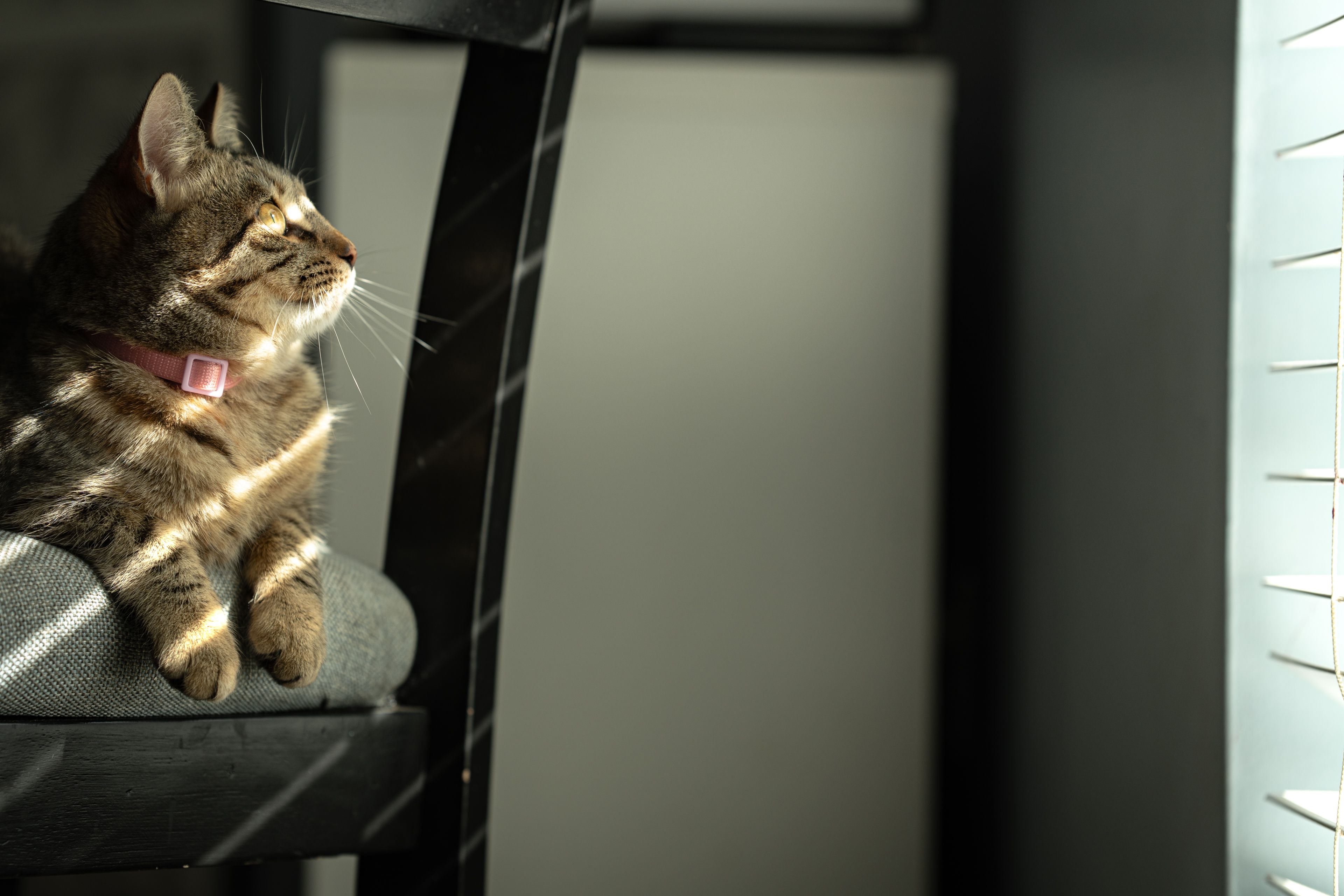 Tabby Cat Relaxing in Sunlight Indoors · Free Stock Photo