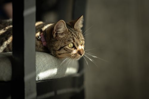 Free A tabby cat lounging indoors on a sunny day, casting a serene gaze through the window. Stock Photo