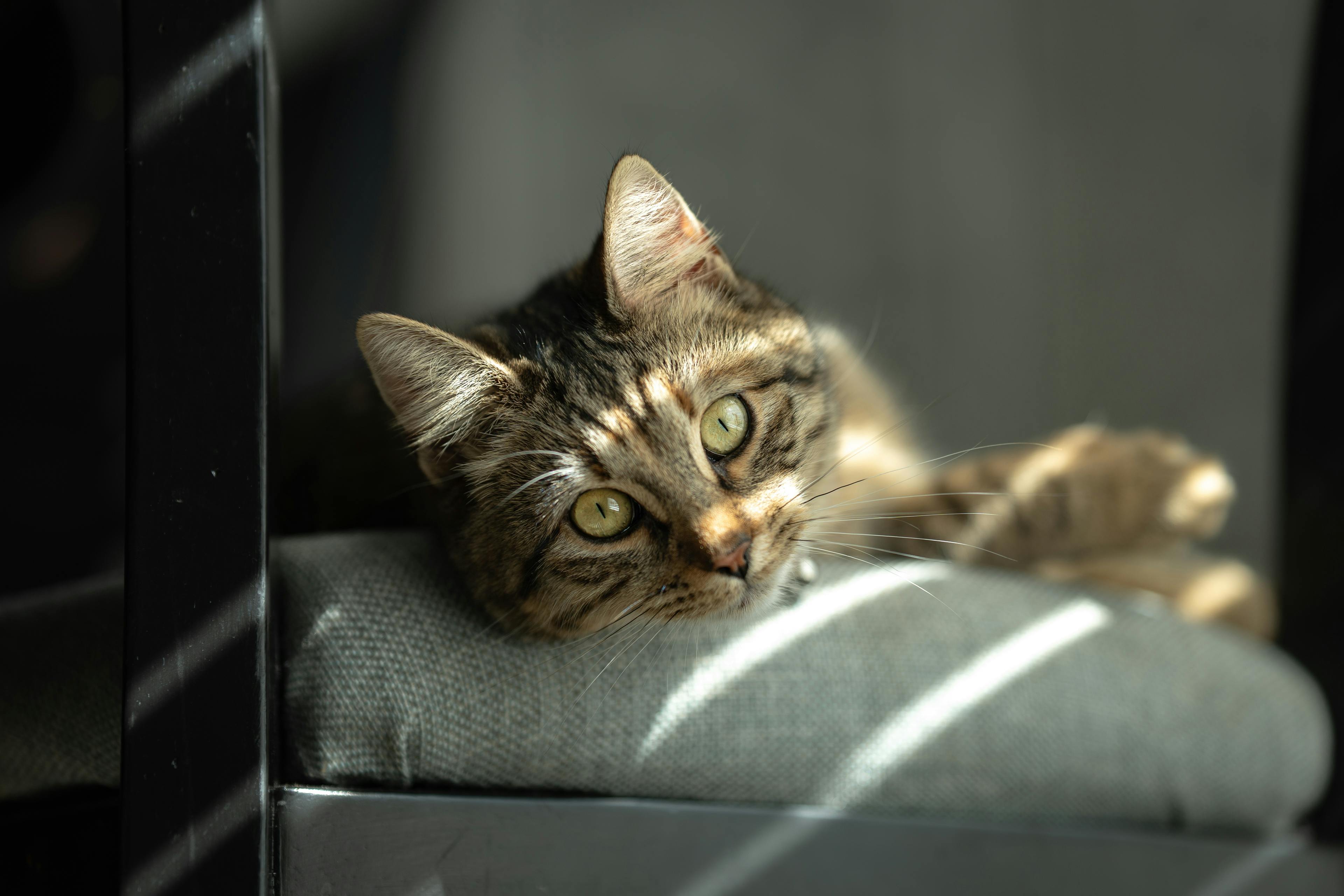 Gratis Immagine gratuita di a riposo, accogliente, adorabile Foto a disposizione