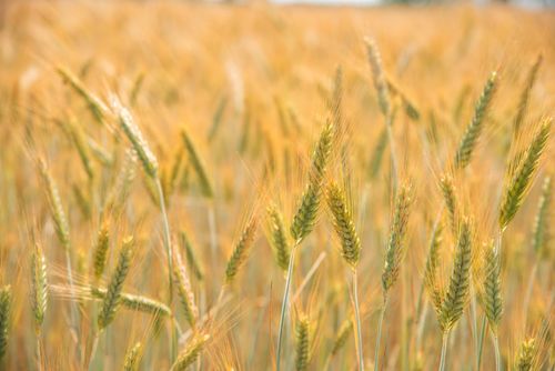 Free Close-up of a golden wheat field glowing in the summer sun. Stock Photo