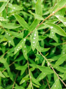 Close-up of vibrant green leaves after rain, showcasing fresh droplets and lush foliage.