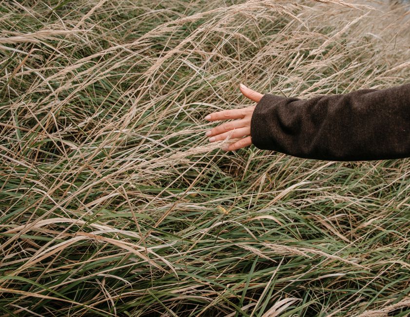 A person's hand gently touches tall grass, evoking a sense of nature and relaxation on a summer day.