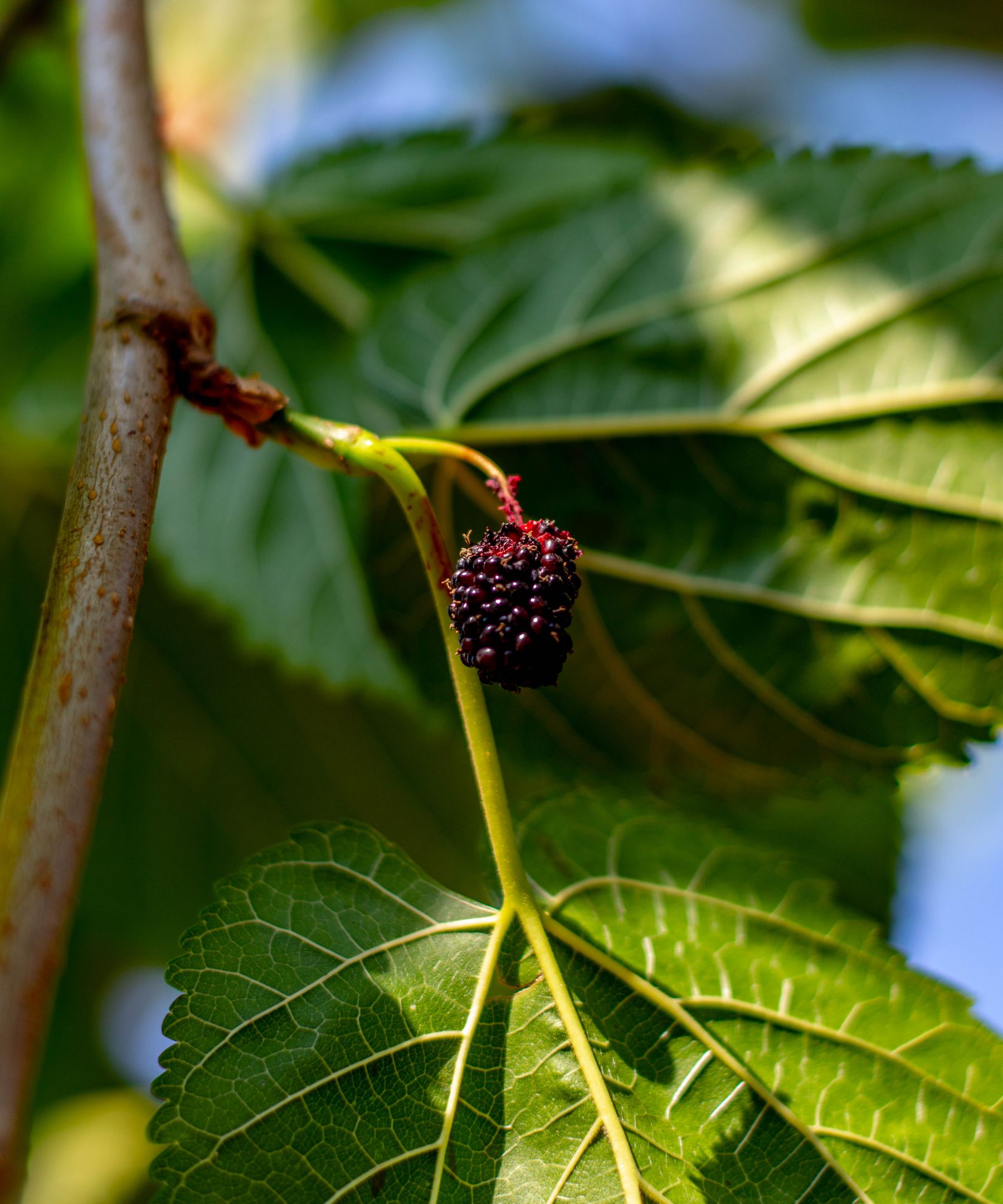 Ripe black mulberry fruit hanging among green leaves