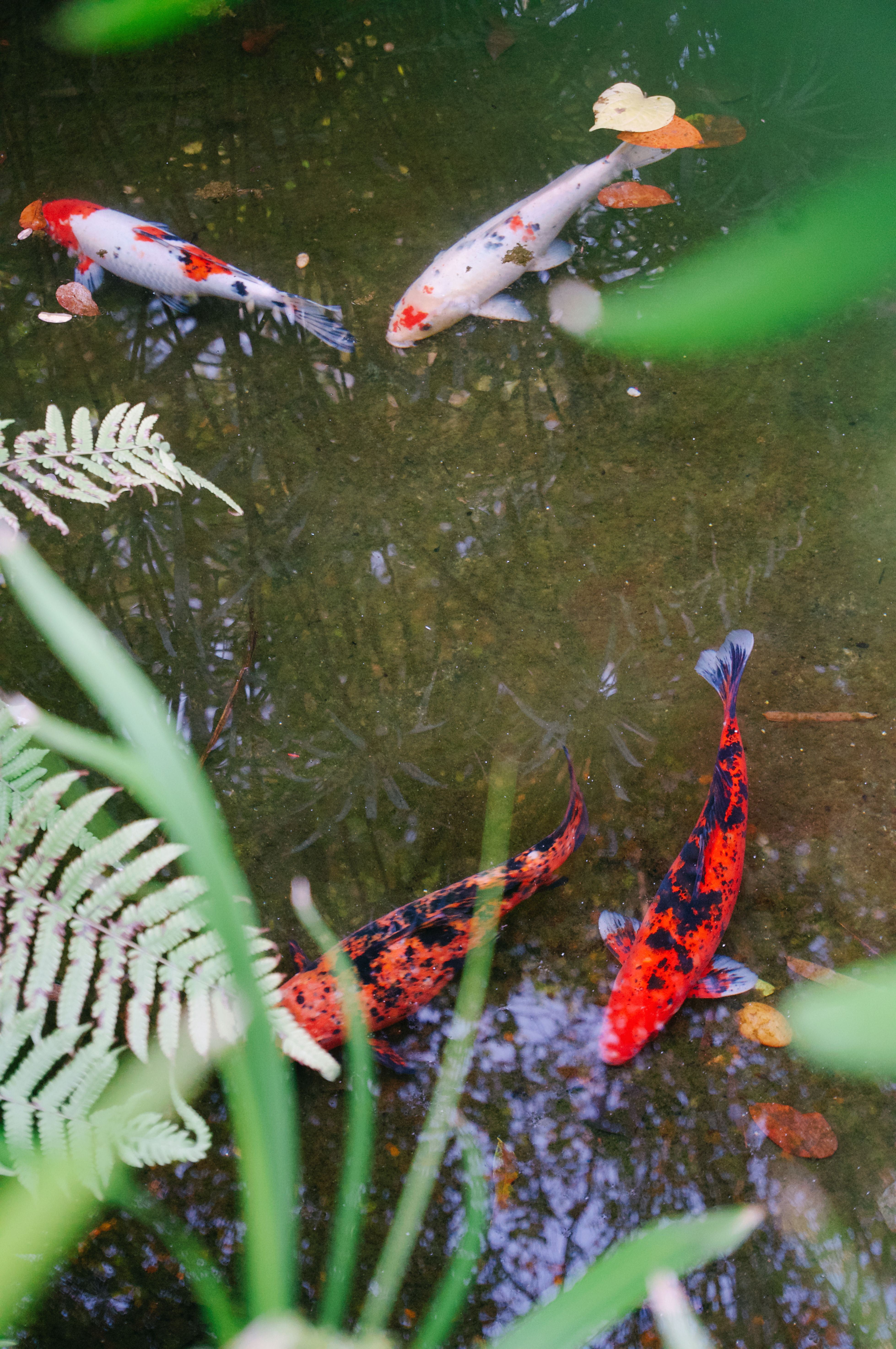 Vibrant Koi Fish in Tranquil Garden Pond · Free Stock Photo