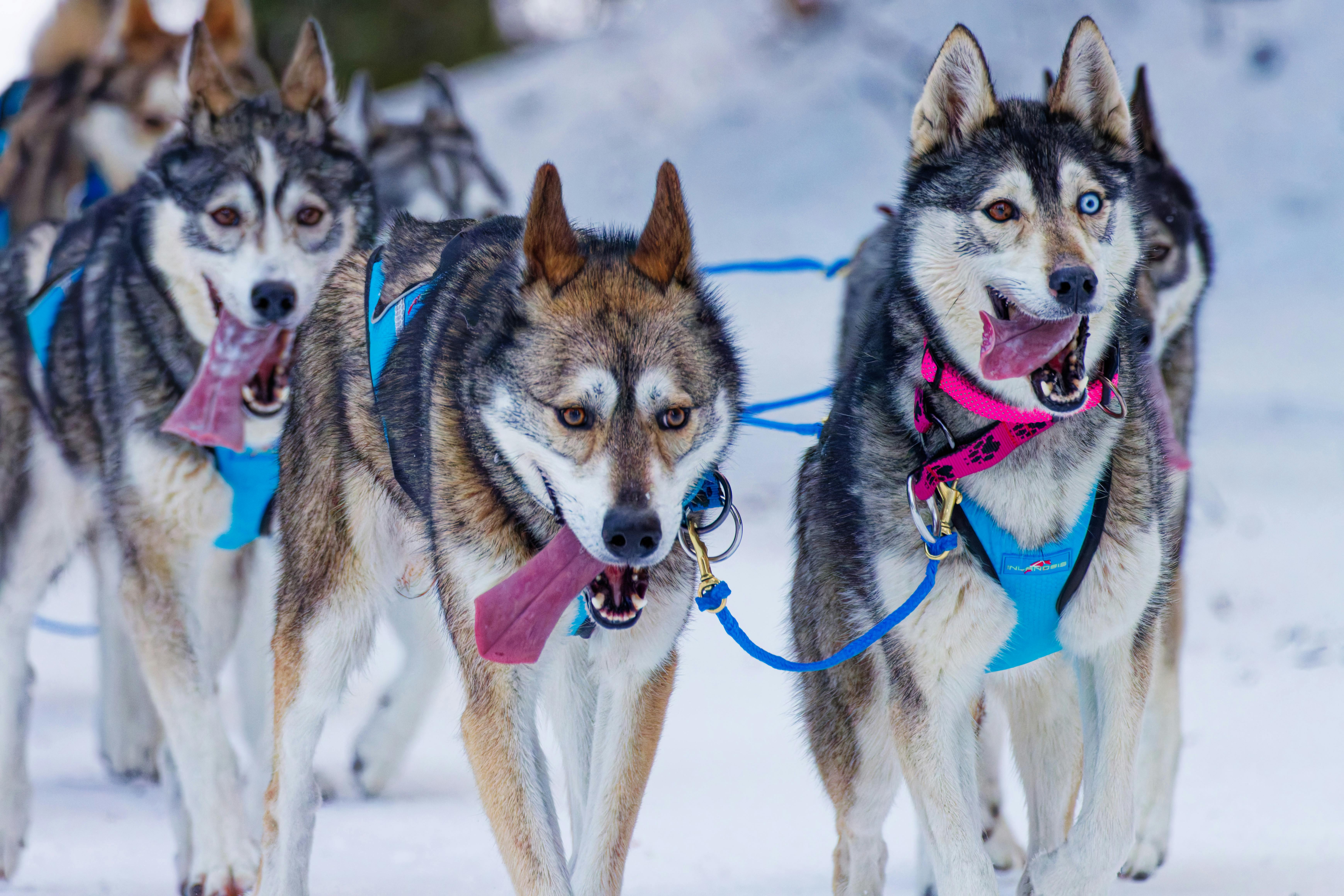 Chiens de traîneau Vercors