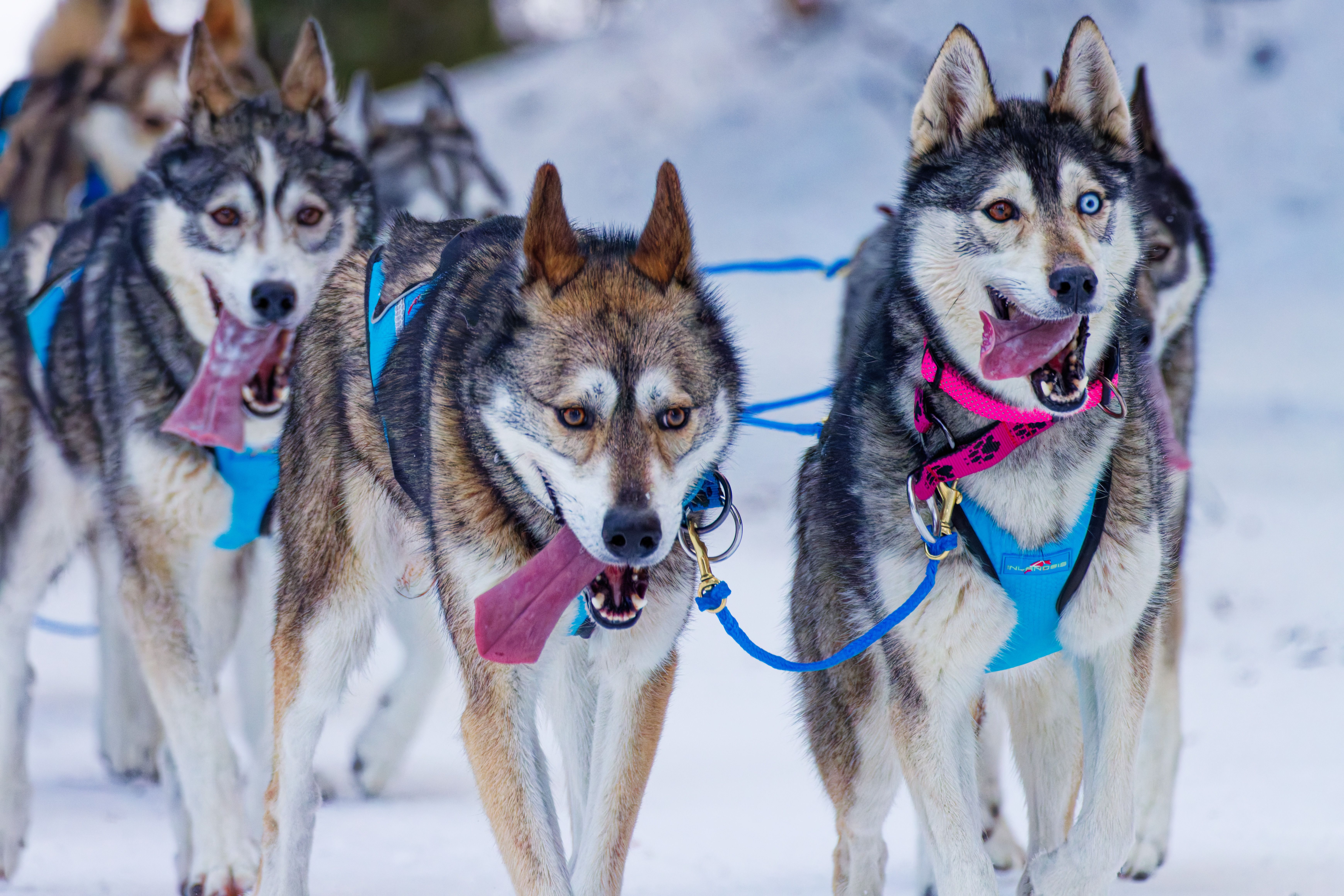 Energetic Huskies on a Snowy Dog Sled Adventure · Free Stock Photo