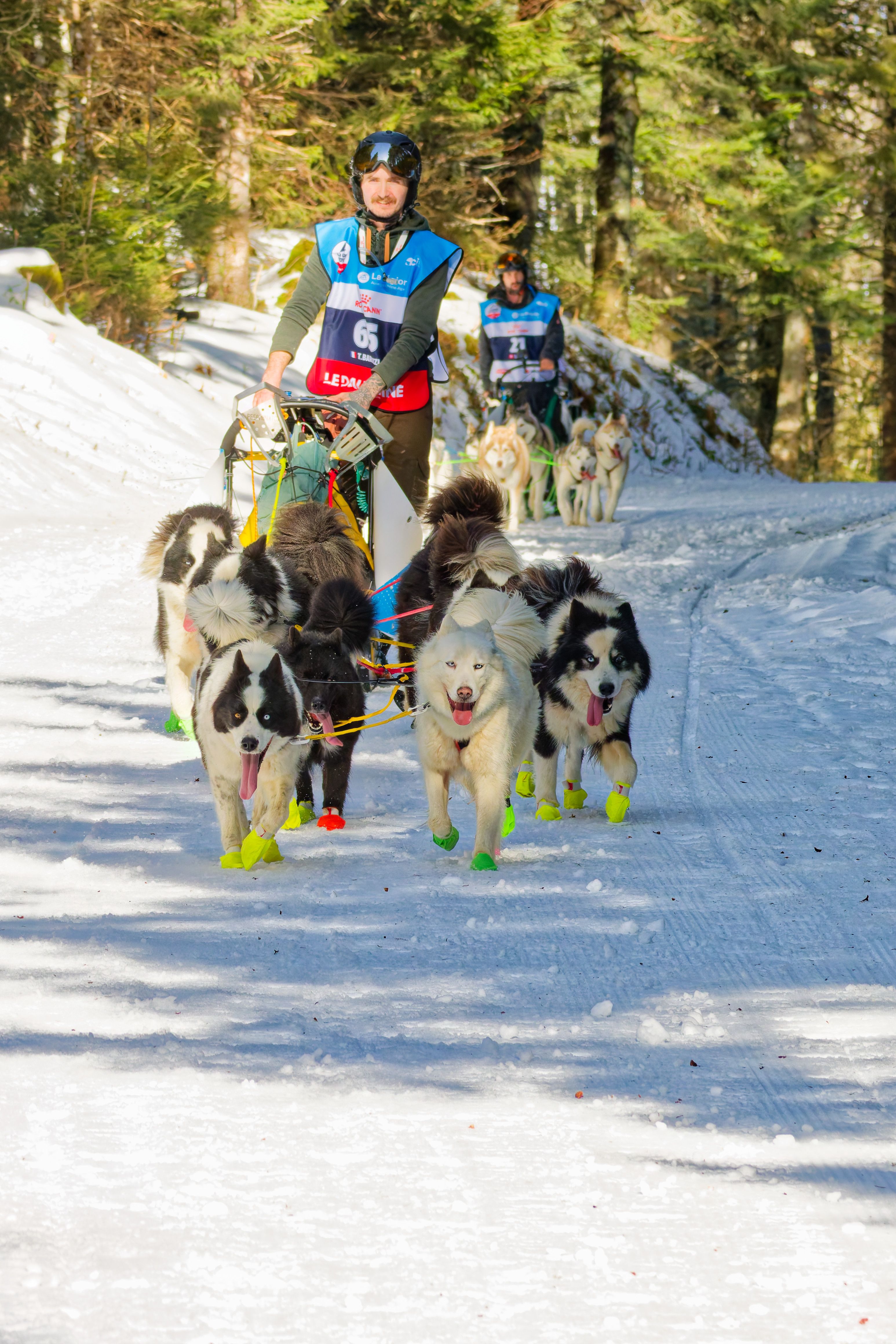 Dynamic Sled Dog Race in Winter Forest · Free Stock Photo