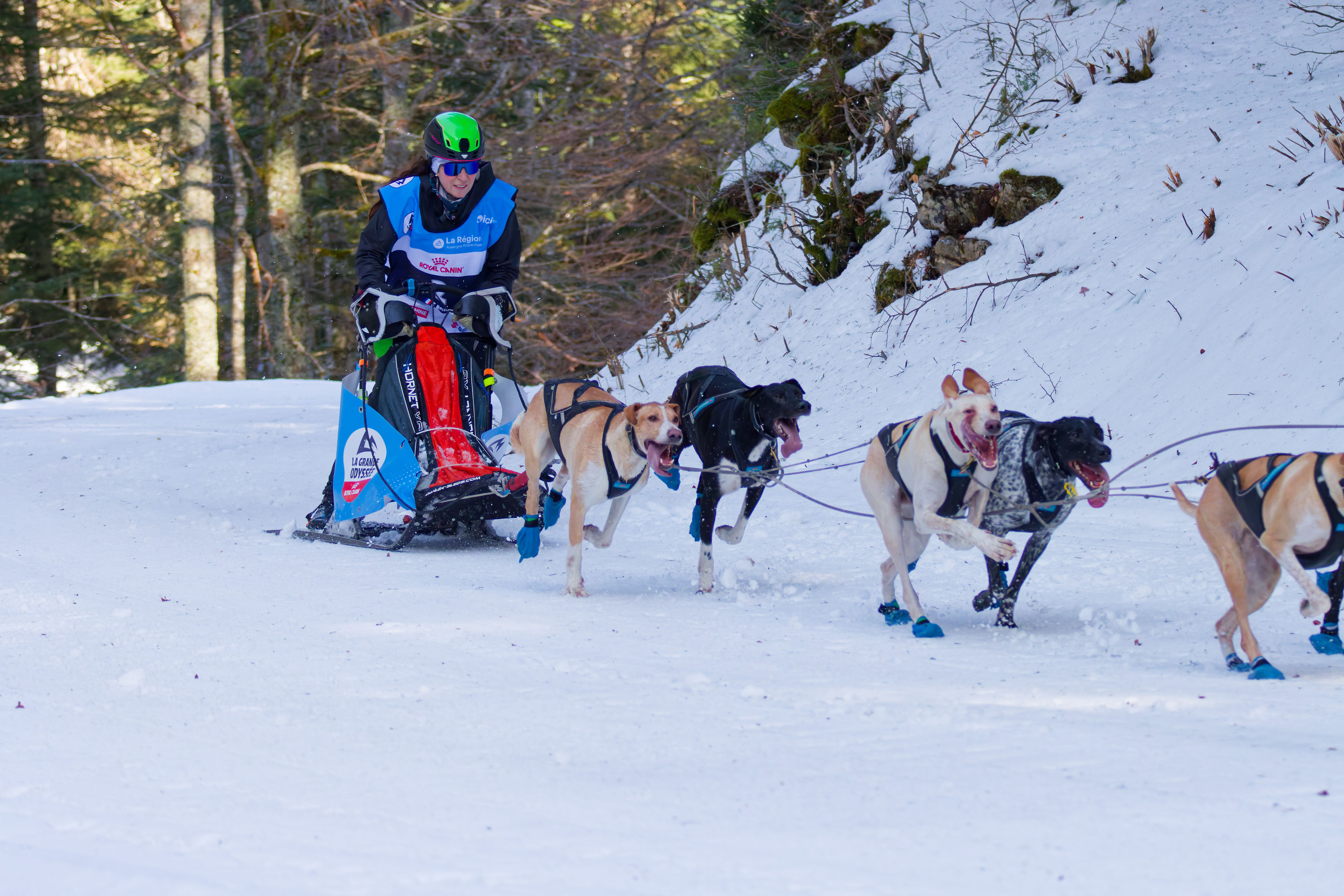 Dynamic Dog Sled Race in Snowy Forest · Free Stock Photo