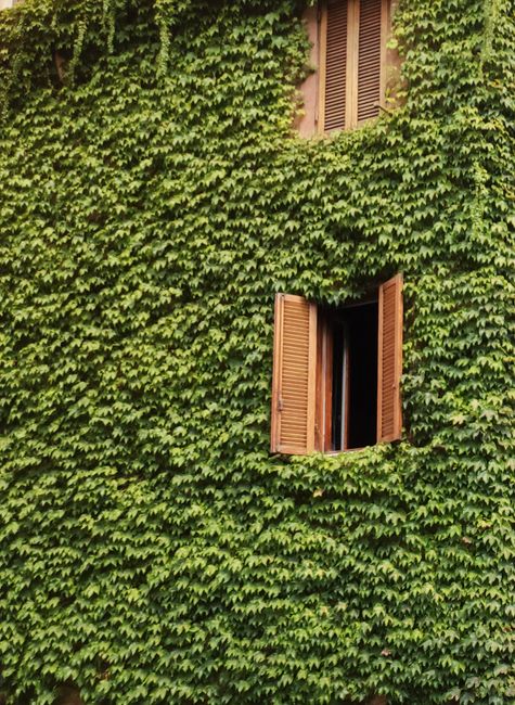 An open window on a lush ivy-covered wall in Rome, Italy, exuding a rustic charm.