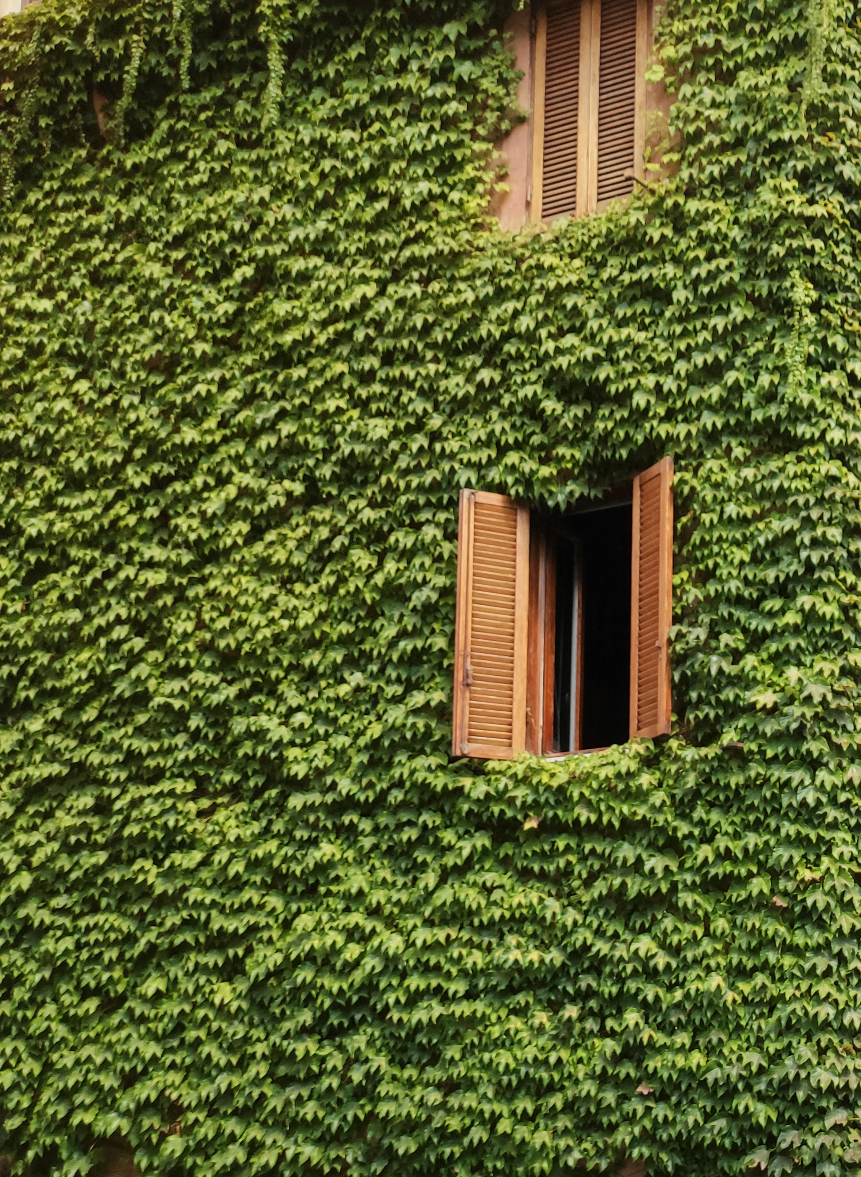 Free stock photo of green, home, window Stock Photo