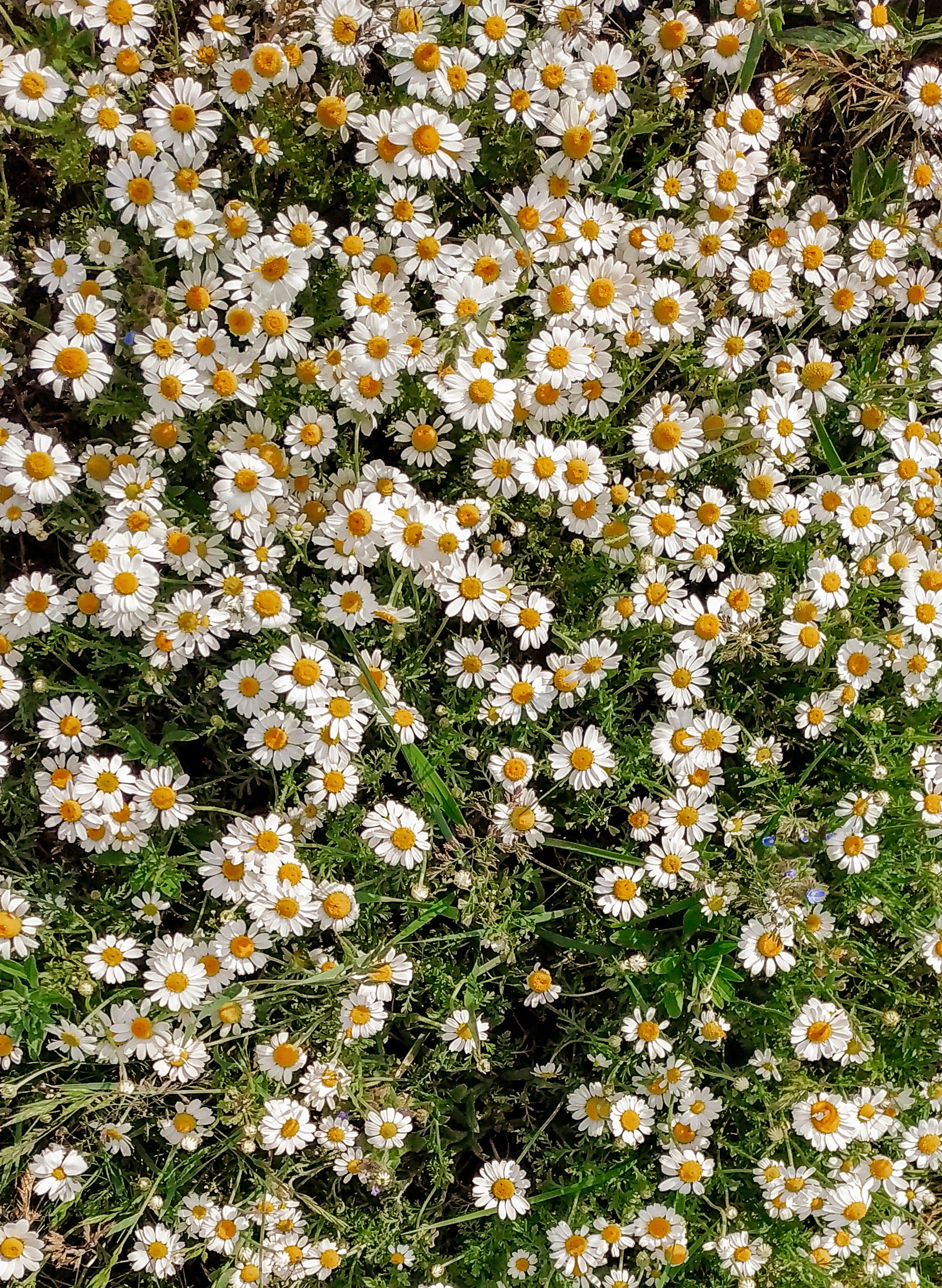 A lush field of chamomile flowers in full bloom, capturing the essence of spring outdoors.