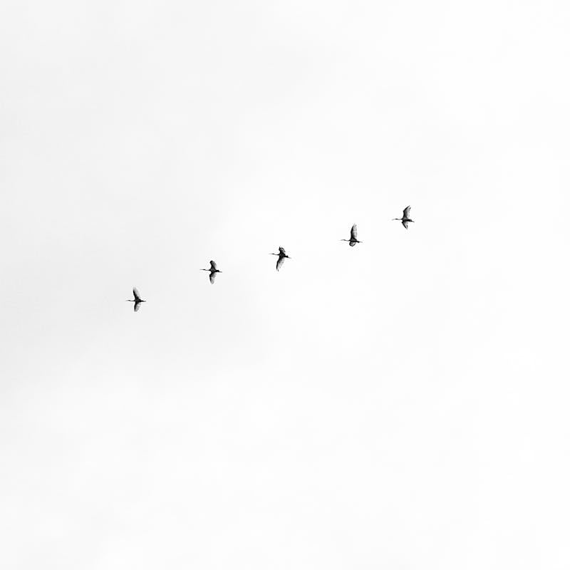 Following the Migratory Birds That Map a Warming World