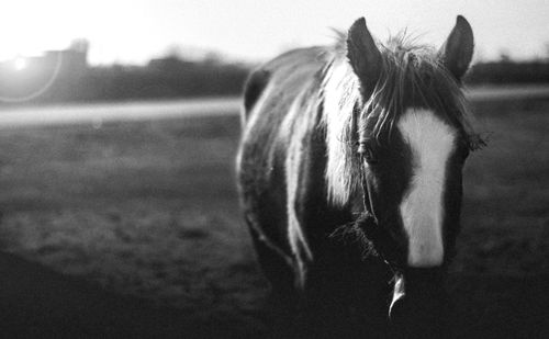 Free Moody black and white close-up of a horse in a field at sunset. Stock Photo