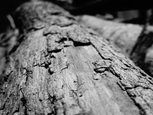 Free stock photo of bark, macro, macro photo