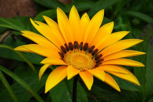 Free Close-up of a colorful Gazania flower showcasing its vibrant yellow petals. Stock Photo