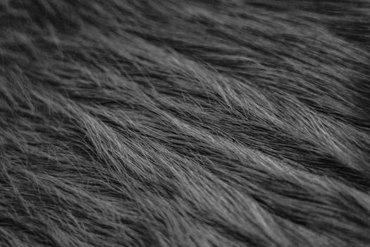 Detailed close-up of gray animal fur texture, perfect for background use.