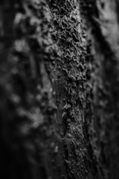 A moody black and white close-up of tree bark, highlighting natural textures.