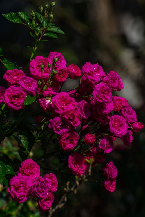Vibrant Pink Roses in Full Bloom Outdoors · Free Stock Photo