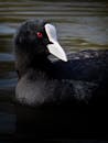 Close-up of Eurasian Coot with Vibrant Red Eye