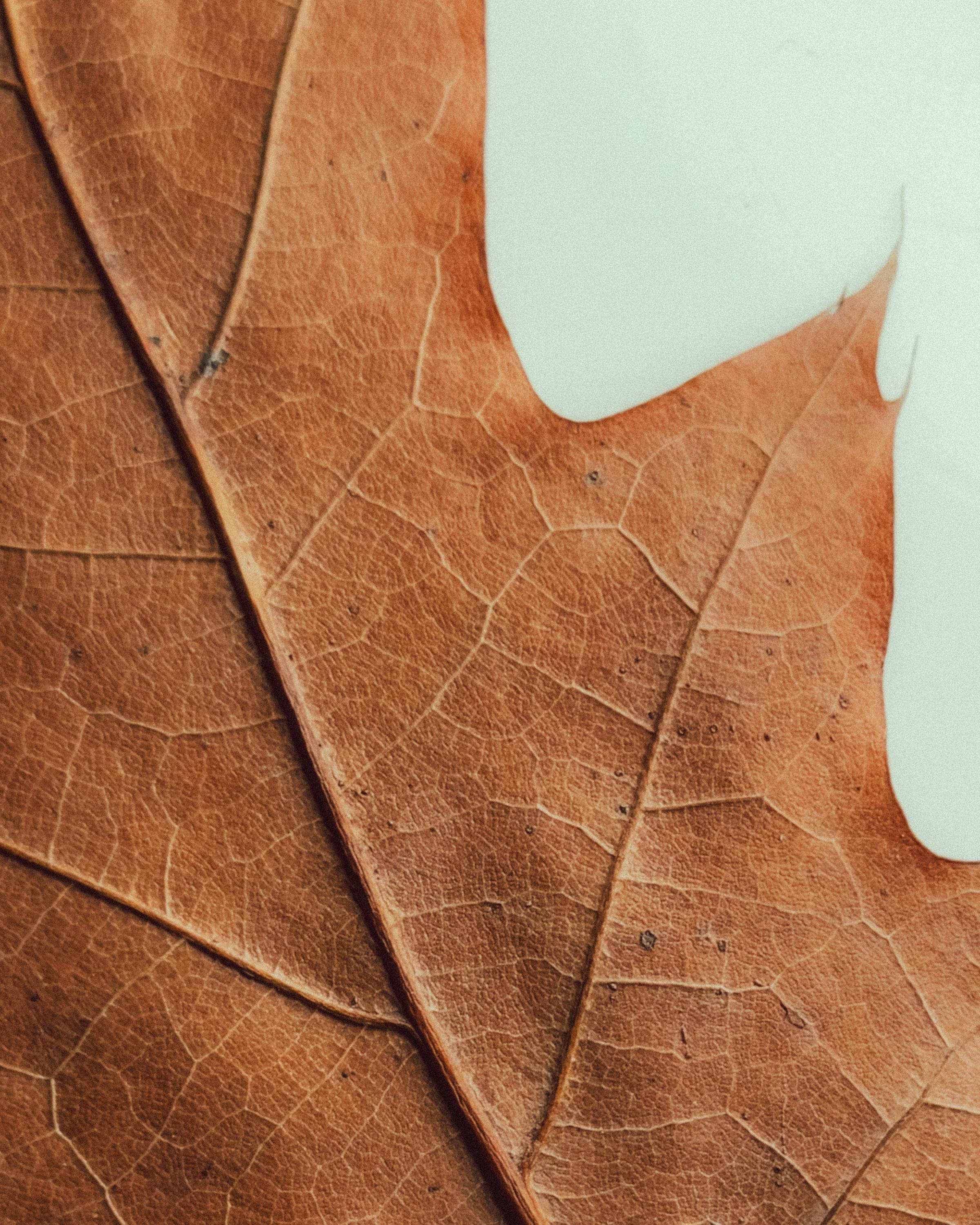 bezplatná Detailní textura sušeného podzimního listu s obrysem bílého motýla. Základová fotografie