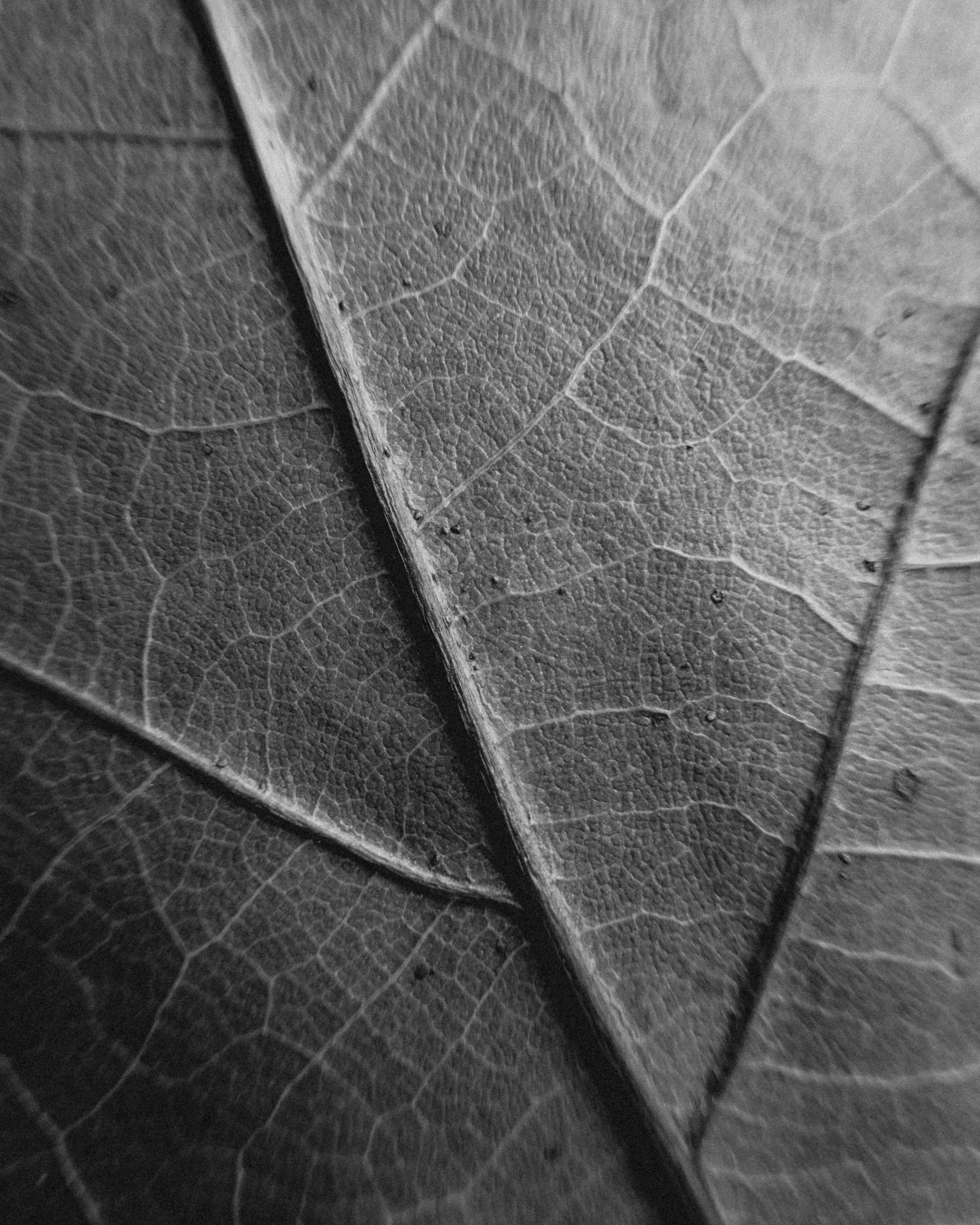 gratis Gedetailleerde zwart-wit close-up van de ingewikkelde textuur van een blad. Stockfoto