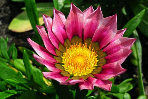 Free Close-up of a vibrant gazania flower with vivid pink and yellow petals in natural sunlight. Stock Photo