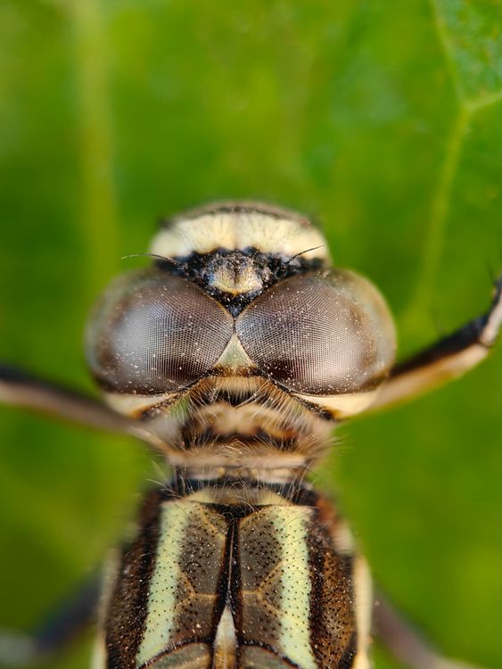 Close-up of Common Dragonfly on Leaf · Free Stock Photo