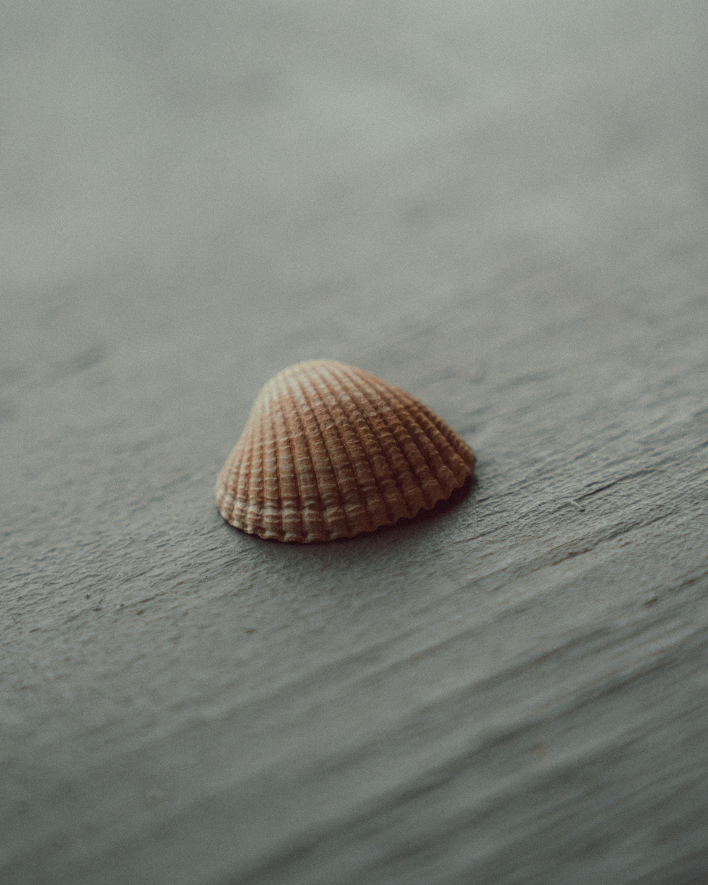 Miễn phí Một chiếc vỏ sò duy nhất trên nền gỗ sần sùi tạo nên phong cách tối giản ven biển. Ảnh lưu trữ