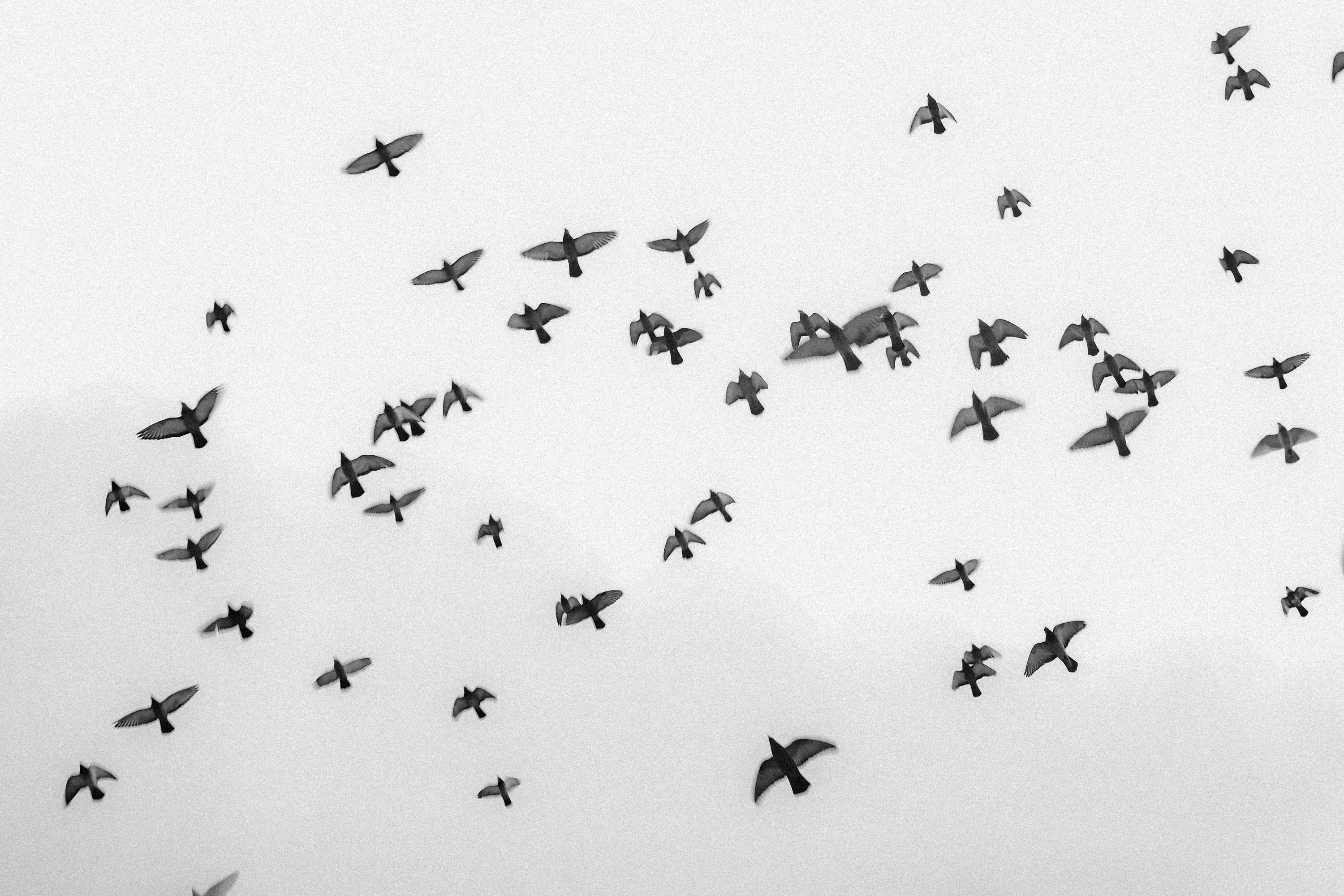 ingyenes Egy drámai fekete-fehér fotó, amely egy alakzatban repülő madárrajt örökít meg. Stockfotó
