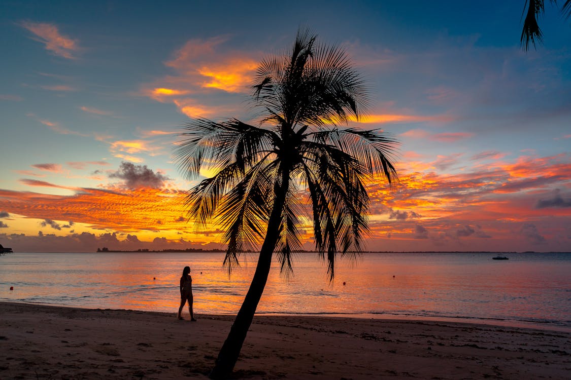日没時のビーチのヤシの木