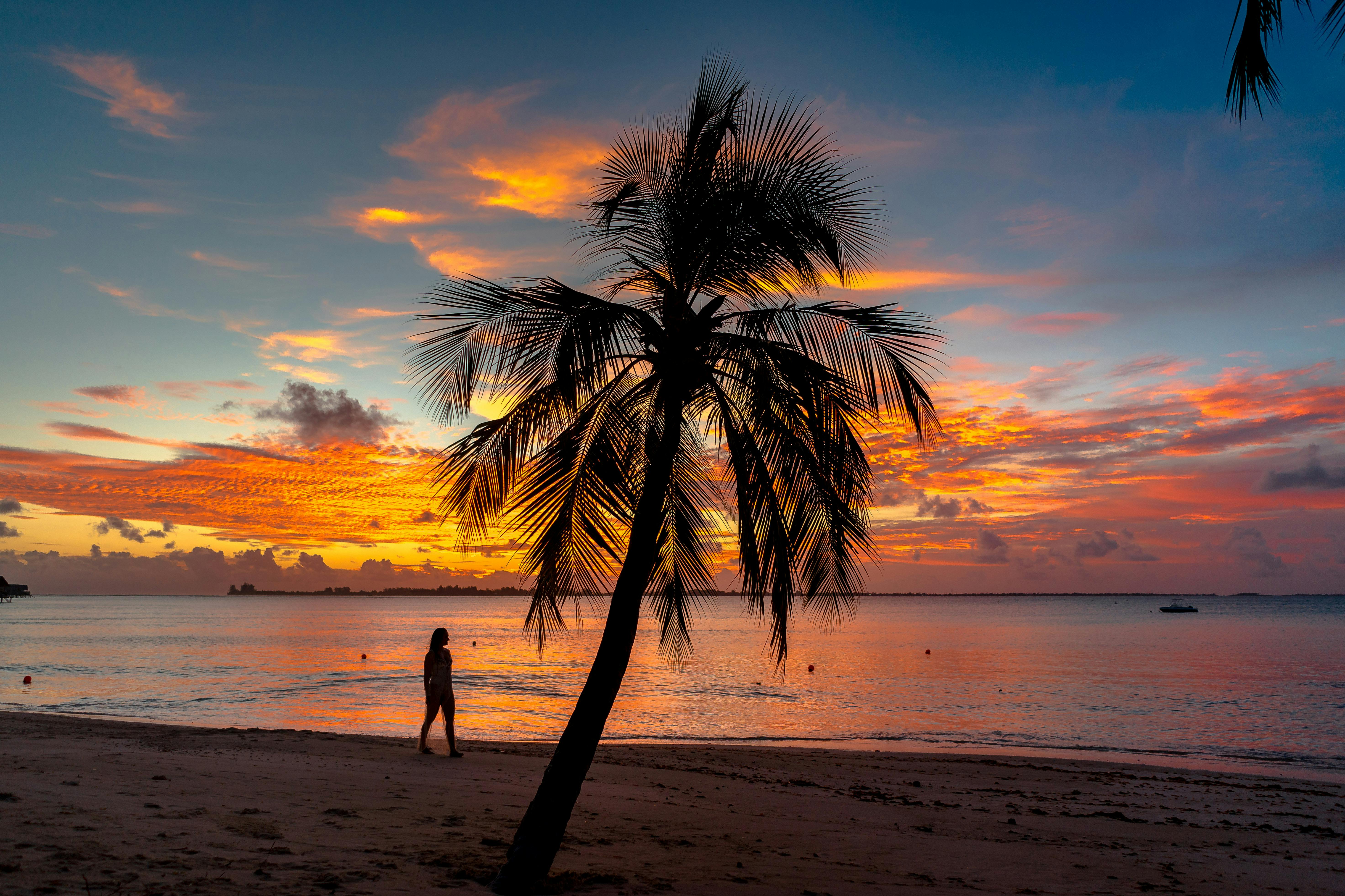 Palm Tree On The Beach During Sunset · Free Stock Photo