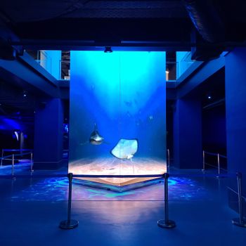 Captivating indoor aquarium display featuring a large stingray projection.
