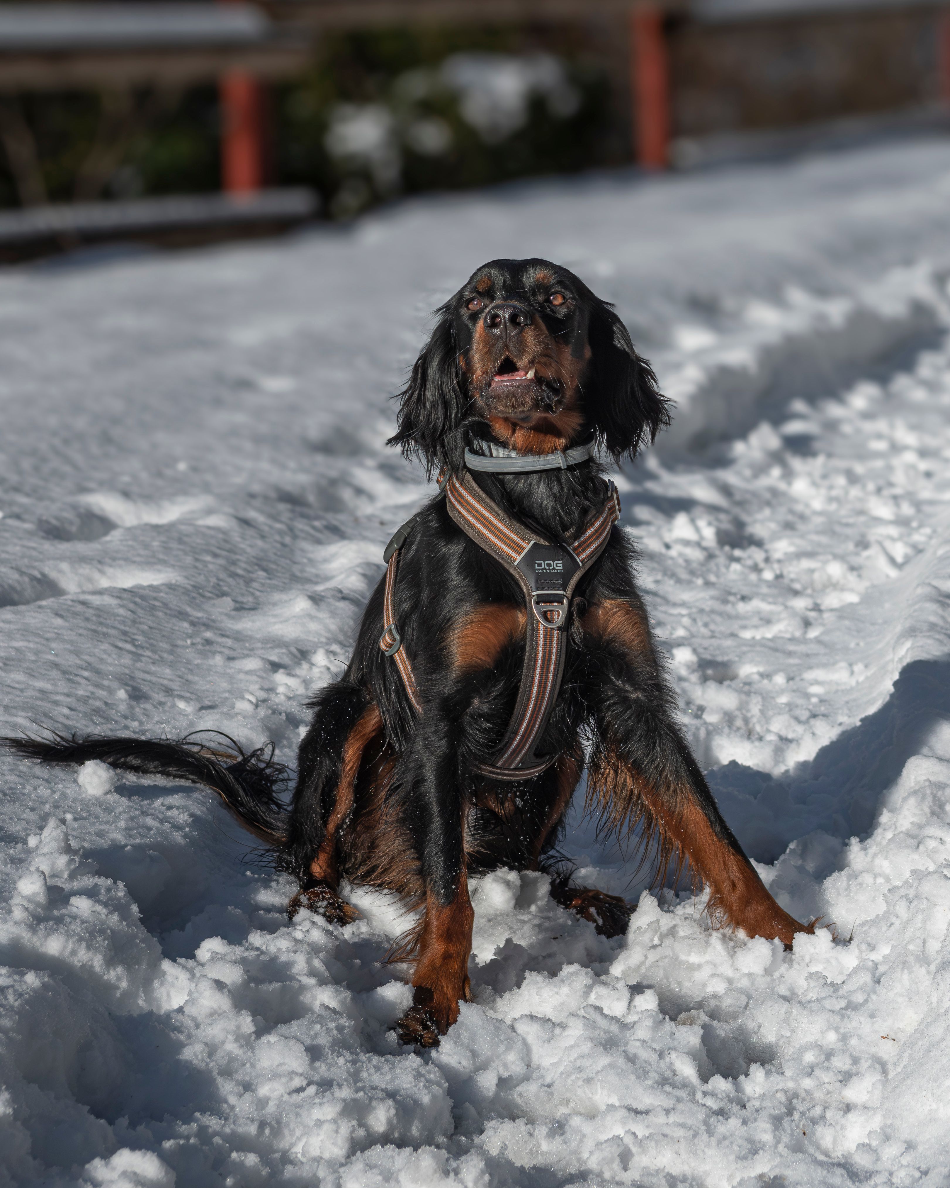 Black and Brown Dog Playing in Snow · Free Stock Photo