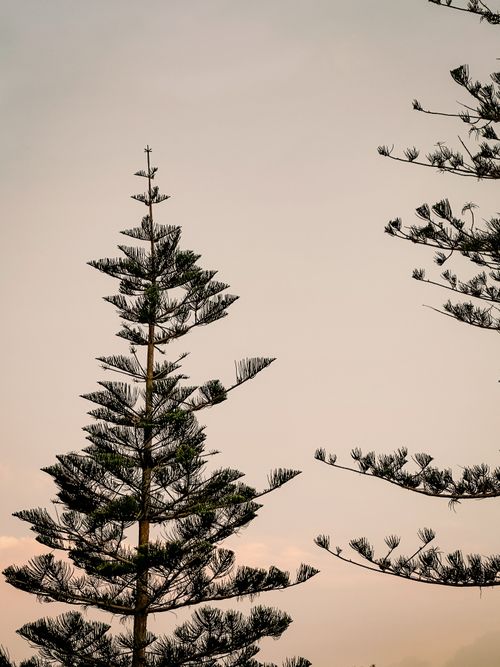 Free Tranquil pine trees set against a dreamy pink sky at sunset in Malta, offering natural beauty and calmness. Stock Photo