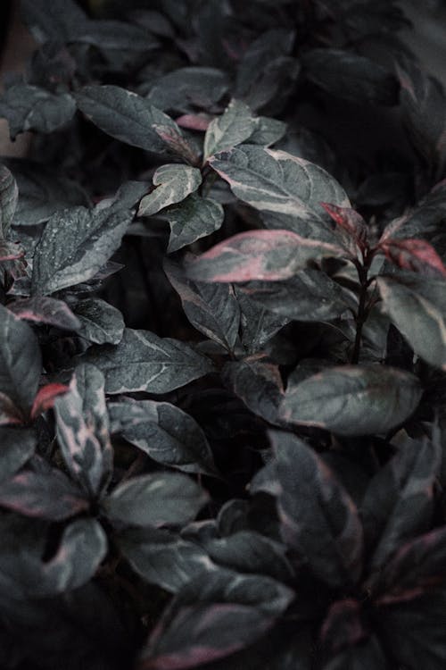 Free Red and Green Leafed Plant Stock Photo
